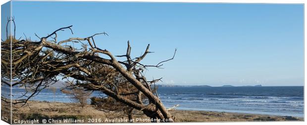 Windswept Pine Canvas Print by Chris Williams