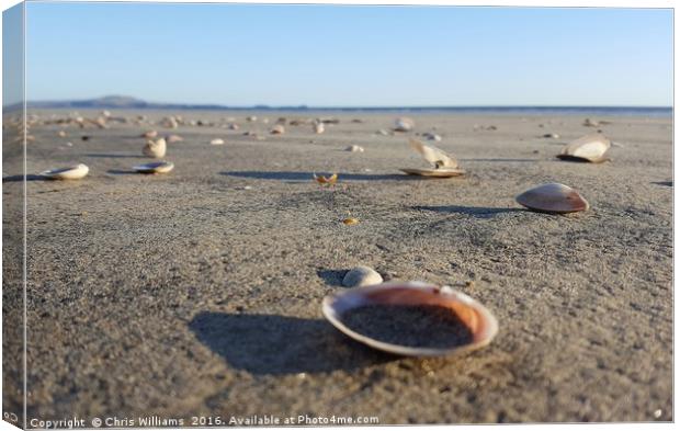 Scattered Seashells  Canvas Print by Chris Williams