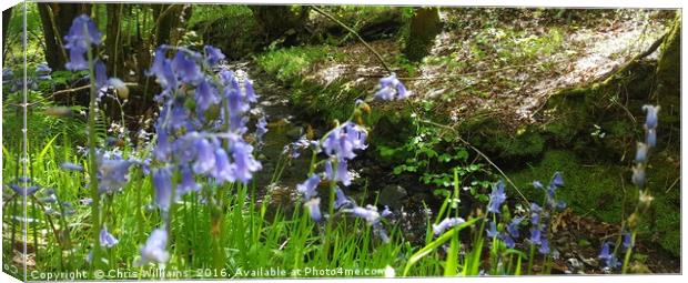 Bluebells By The Stream  Canvas Print by Chris Williams