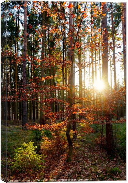 Sunny forest with pine and spruce tree. Canvas Print by Sergey Fedoskin