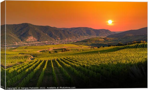 Sunset colored vineyards on a summer evening. Wachau valley. Austria Canvas Print by Sergey Fedoskin