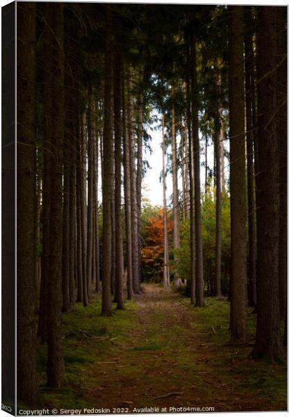 Path in autumn forest. Fall in Europe. Canvas Print by Sergey Fedoskin