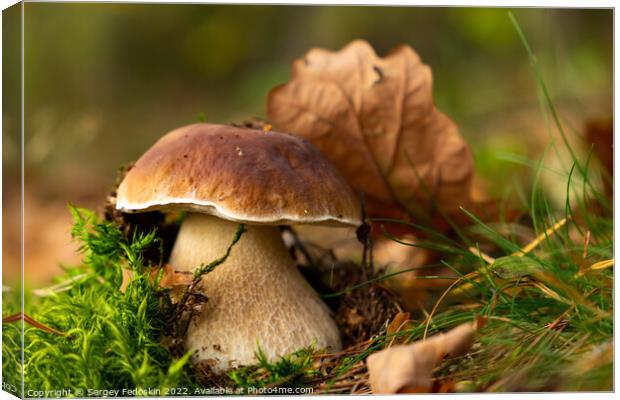 Mushroom Boletus edulis in autumn forest. Canvas Print by Sergey Fedoskin