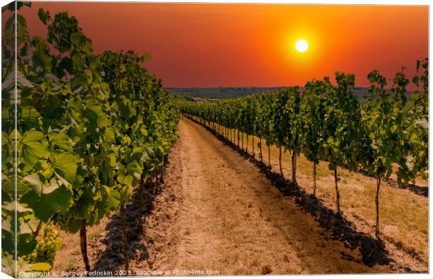 Rows of vineyard at sunset. Canvas Print by Sergey Fedoskin