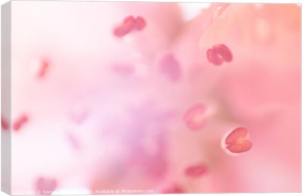Unfocused blossoming peach Canvas Print by Sergey Fedoskin