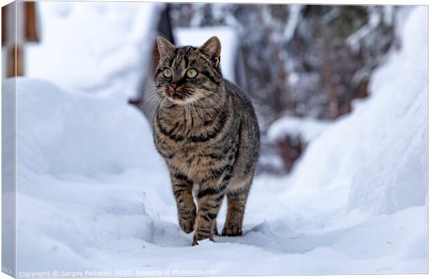 Cat walking in the snow in the countryside Canvas Print by Sergey Fedoskin