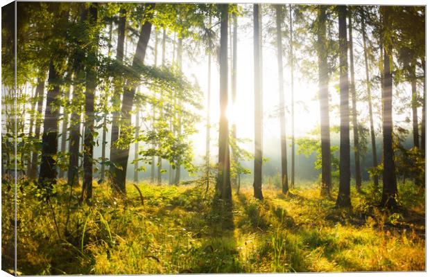 Mystic light in morning in a forest. Canvas Print by Sergey Fedoskin