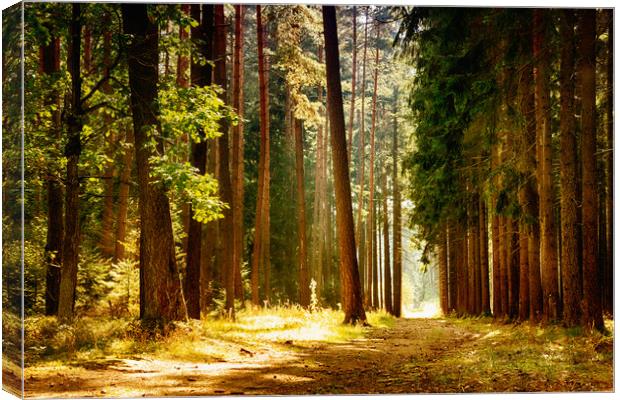 Sunny day in autumn forest. Canvas Print by Sergey Fedoskin