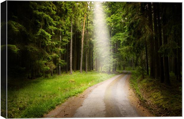 Road in green forest. Canvas Print by Sergey Fedoskin