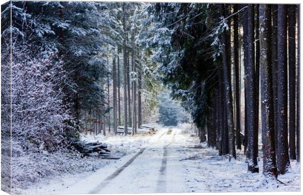Road in winter forest in national park "Sumava". Canvas Print by Sergey Fedoskin