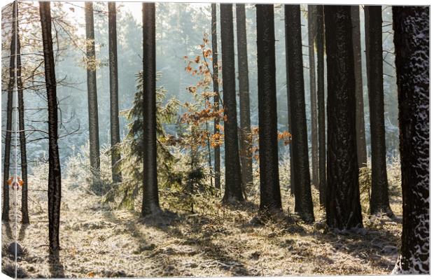 Cold winter day in forest in national park "Sumava Canvas Print by Sergey Fedoskin