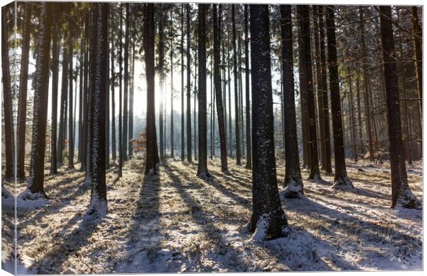 Winter forest in national park "Sumava". Canvas Print by Sergey Fedoskin