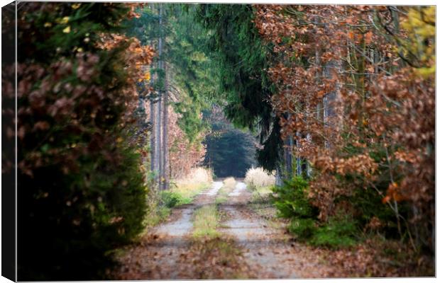 Autumn forest road Canvas Print by Sergey Fedoskin