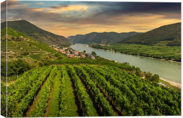 Green vineyard landscape in Wachau valley with the Canvas Print by Sergey Fedoskin