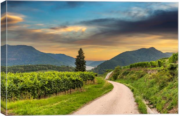 Road between vineyard in Wachau valley near Spitz  Canvas Print by Sergey Fedoskin