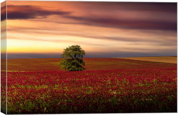 Clover field and sunset sky. Canvas Print by Sergey Fedoskin