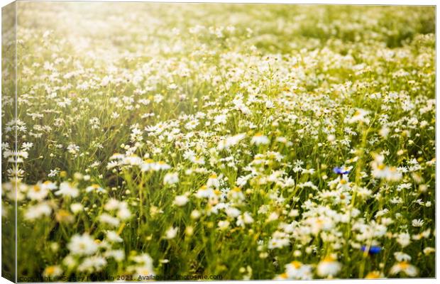 Blooming camomile flowers on a sunset. Canvas Print by Sergey Fedoskin