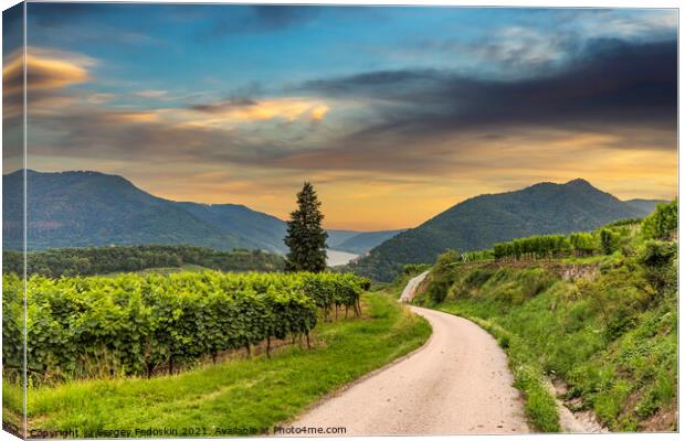 Road between vineyard in Wachau valley. Canvas Print by Sergey Fedoskin