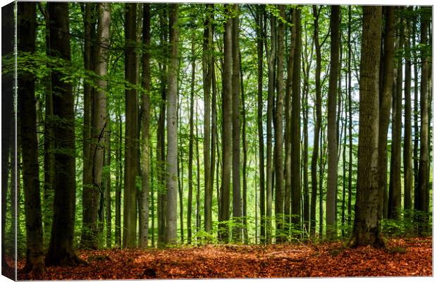 Beech summer forest. Canvas Print by Sergey Fedoskin