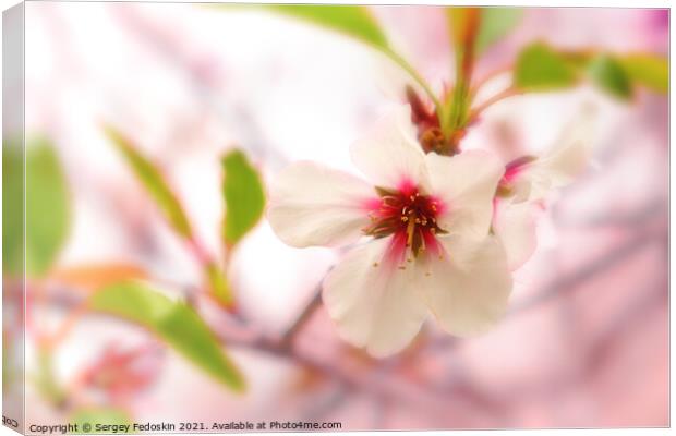 Blossom peach. Spring tree with pink flowers. Canvas Print by Sergey Fedoskin