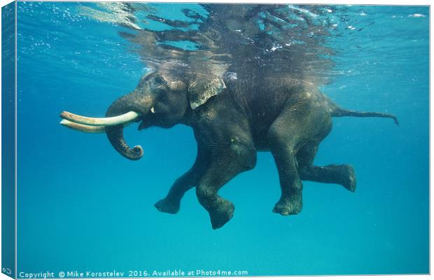 Swimming elephant Canvas Print by Mike Korostelev