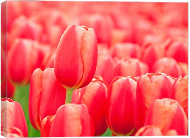 Red tulip Canvas Print by Hamperium Photography