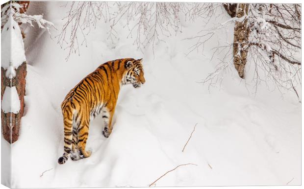 A tiger in the snow Canvas Print by Hamperium Photography