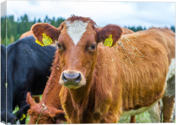 Swedish cow in a pasture Canvas Print by Hamperium Photography