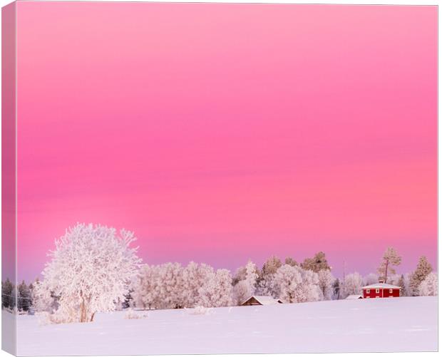 A pink winter  sunset in Sweden Canvas Print by Hamperium Photography