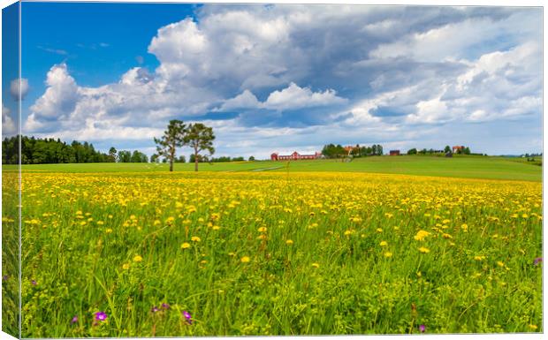 Spring in Sweden  Canvas Print by Hamperium Photography