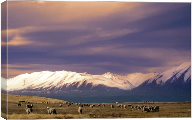 Sheep in New Zealand Canvas Print by Hamperium Photography