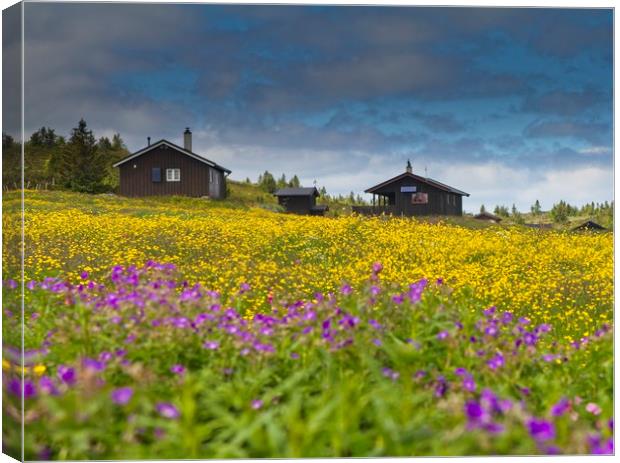 Field of flowers Canvas Print by Hamperium Photography