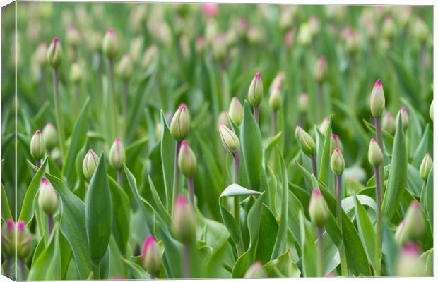 Young tulips field, flower background. Canvas Print by Tartalja 