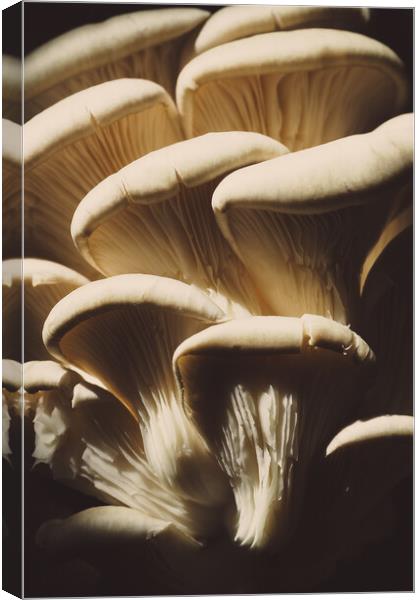 Oyster mushrooms on a dark background, fresh food ingredient Canvas Print by Tartalja 