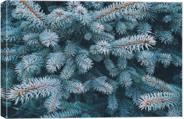 Blue spruce branch close-up, natura new year background Canvas Print by Tartalja 