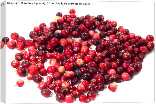 cranberries, berries Canvas Print by Andrey Lipinskiy