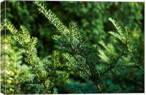 green spruce branches Canvas Print by Andrey Lipinskiy
