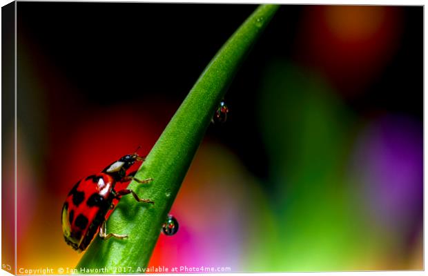 Ladybird and waterdrops Canvas Print by Ian Haworth