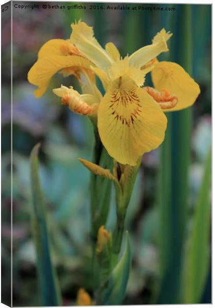 Yellow Iris Flower Canvas Print by bethan griffiths