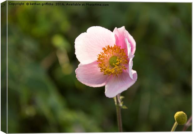 Simple Pink flower Canvas Print by bethan griffiths