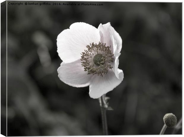 black and white flower Canvas Print by bethan griffiths