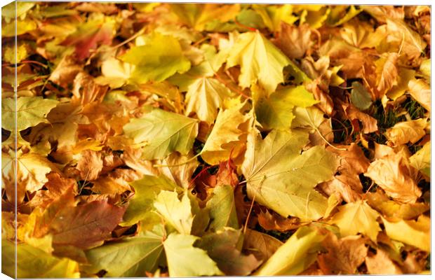 Maple leaves in autumn Canvas Print by Gaukhar Yerk