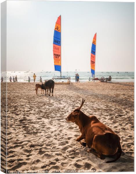 Indian cows against sailboards on the beach in Ind Canvas Print by Andrei Bortnikau