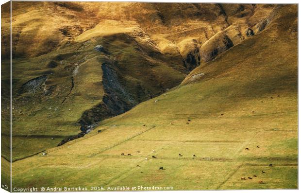 Cows graze on the huge mountainside Canvas Print by Andrei Bortnikau