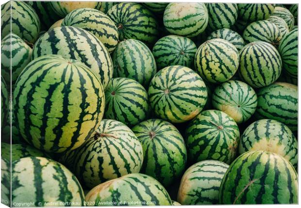 Green watermelons with black stripes Canvas Print by Andrei Bortnikau