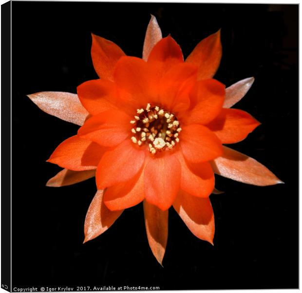 Flower of Rats Tail cactus Canvas Print by Igor Krylov