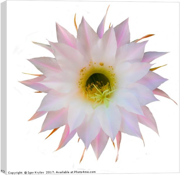Flower of cactus on white Canvas Print by Igor Krylov