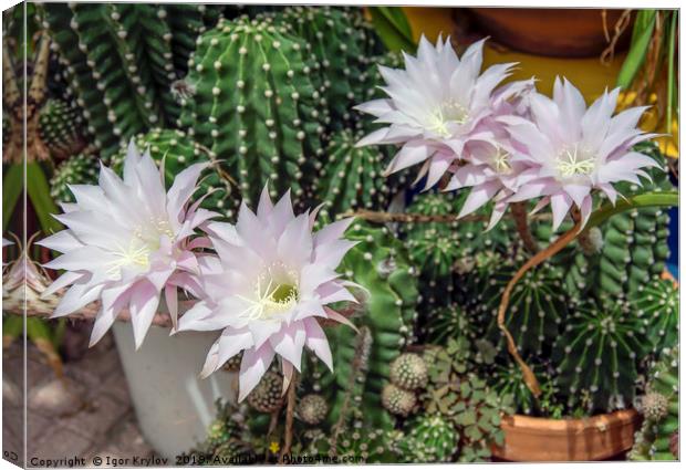 Flowers of cactus Canvas Print by Igor Krylov