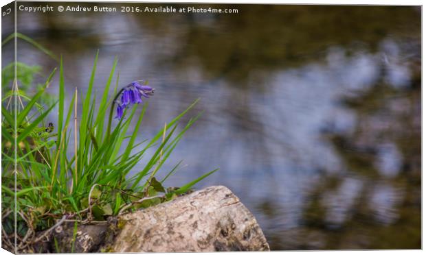 Lonely Bluebell Canvas Print by Andrew Button