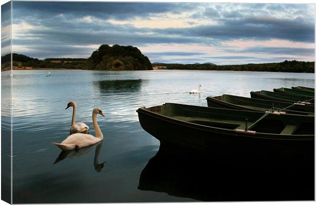 Swans on a Lake Canvas Print by Jessica Poole